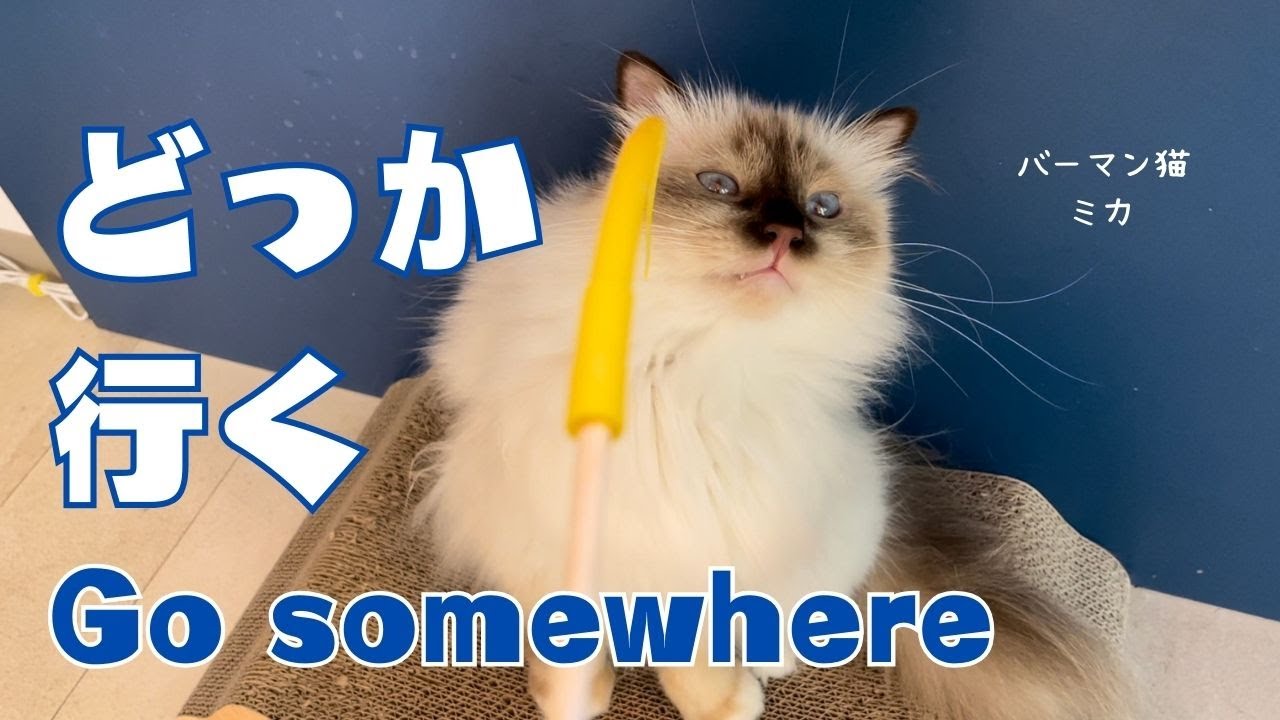 バーマン猫ラフとミカとガブ【どっか行く】Go somewhere（バーマン猫）Birman/Cat