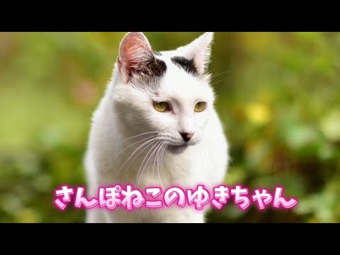 【さんぽねこのゆきちゃん】ゆきちゃん！のんびり、のんきに、これからもゆっくりとお散歩をして行こうね！熱海│伊豆│南熱海│猫散歩│ジャパニーズボブテイル ｜日本猫｜三毛猫