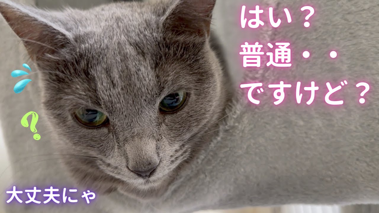 クセのある寛ぎ方をする猫（ロシアンブルー）