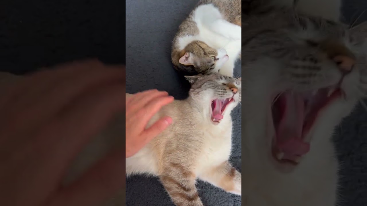 え！？猫の行動の意味がわからないんですけど…