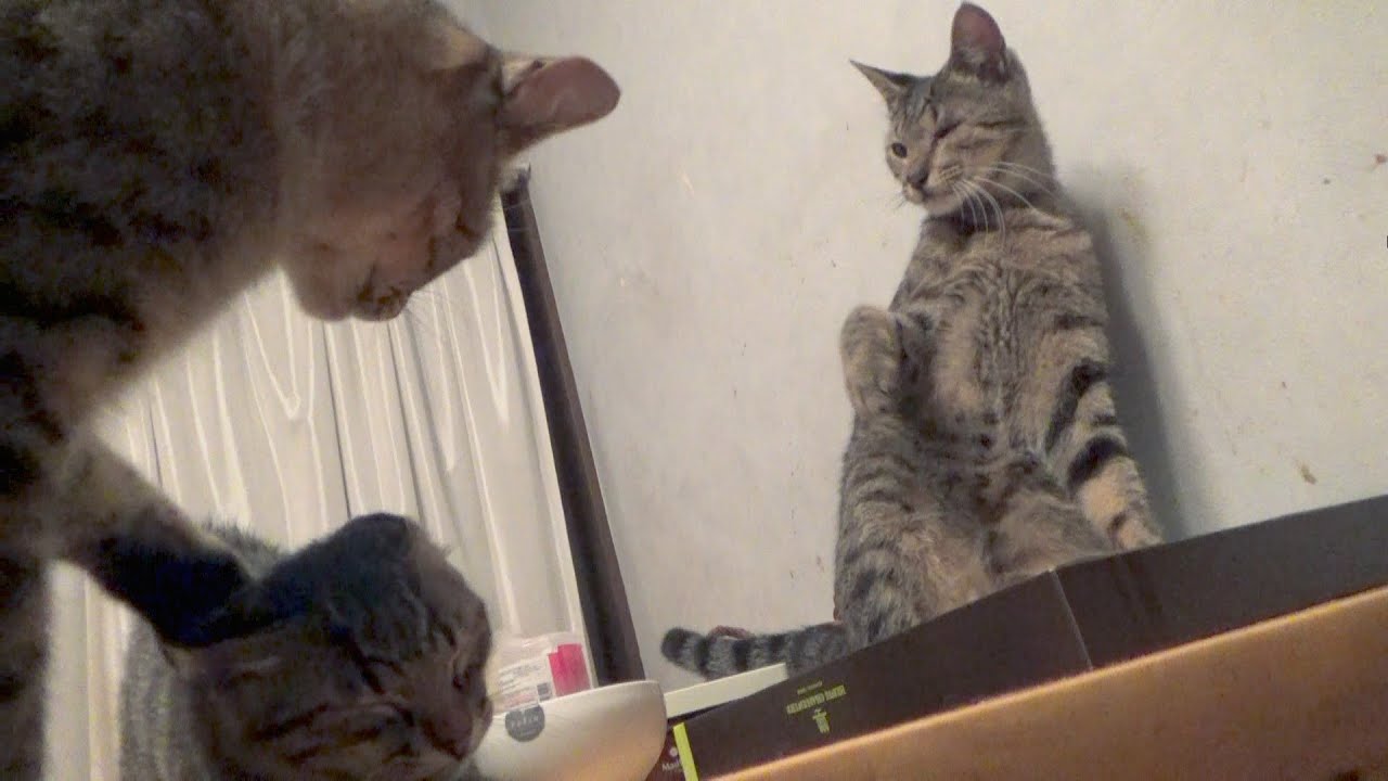 お姉さん猫の軍門に下ったやんちゃ子猫、２匹目