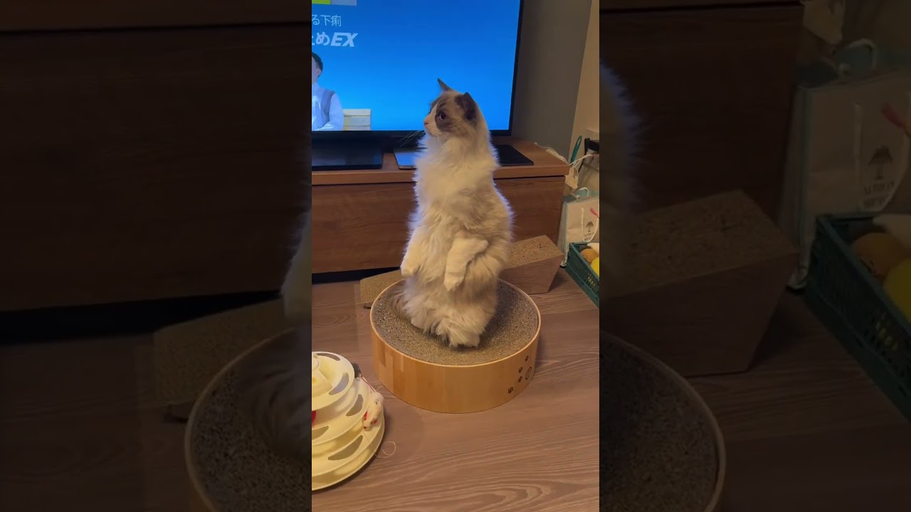 立ち上がったラグドールがかわいすぎた #猫 #cat #ragdoll #ハチワレ #ラグドール #ネコ #猫のいる暮らし #shorts