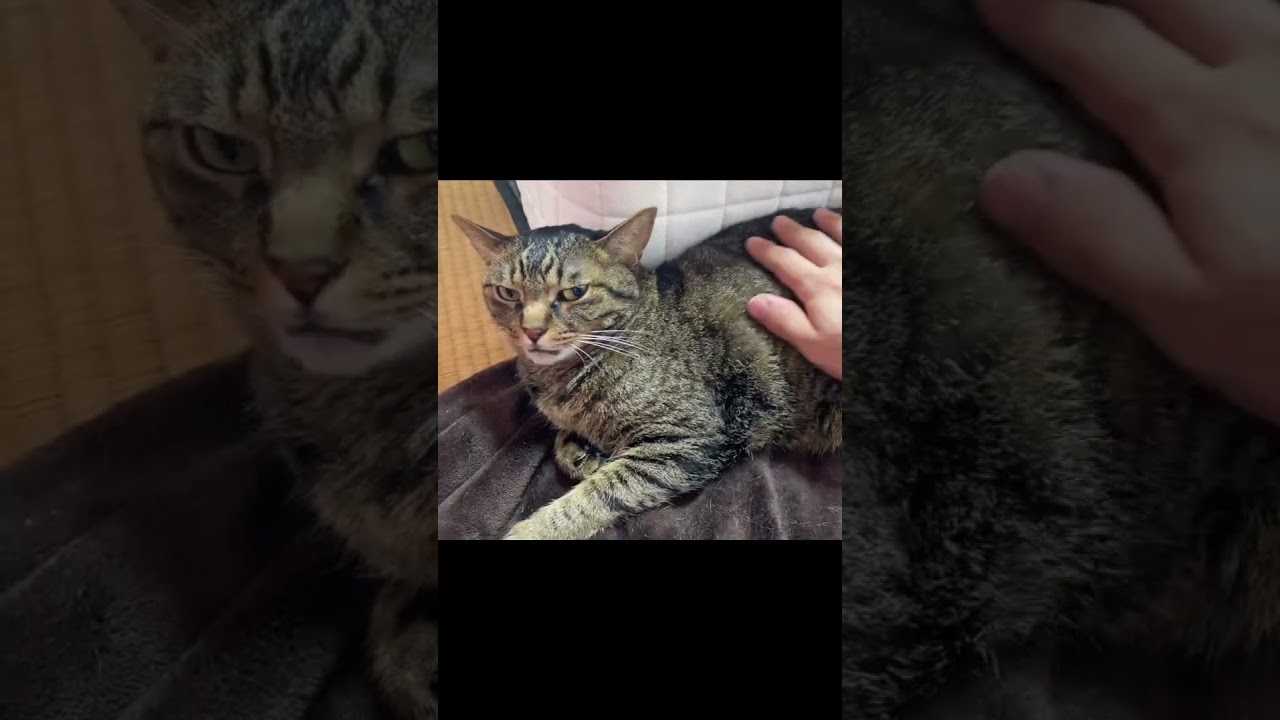 俺の撫で方が気に入らない凶暴猫が...