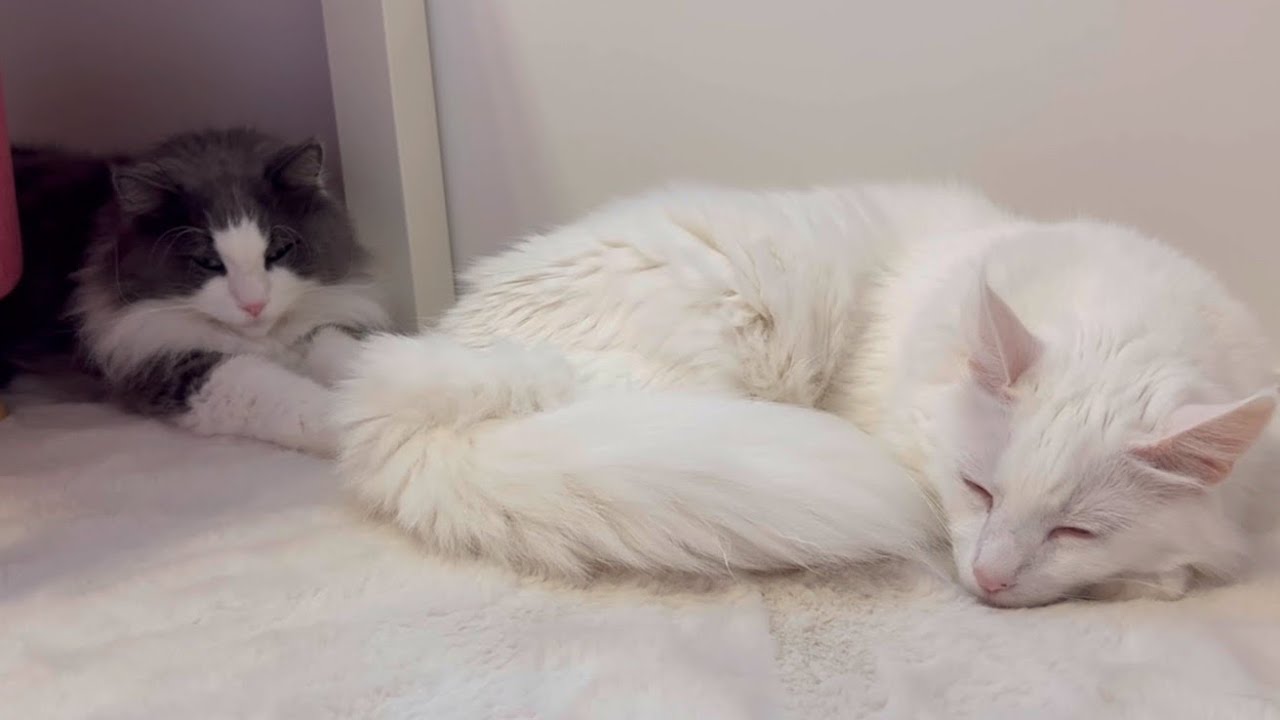 【のんびり】気持ちよくおねんねしていたのに…？？ターキッシュアンゴラとノルウェージャンフォレストキャットのくつろぎタイム♡