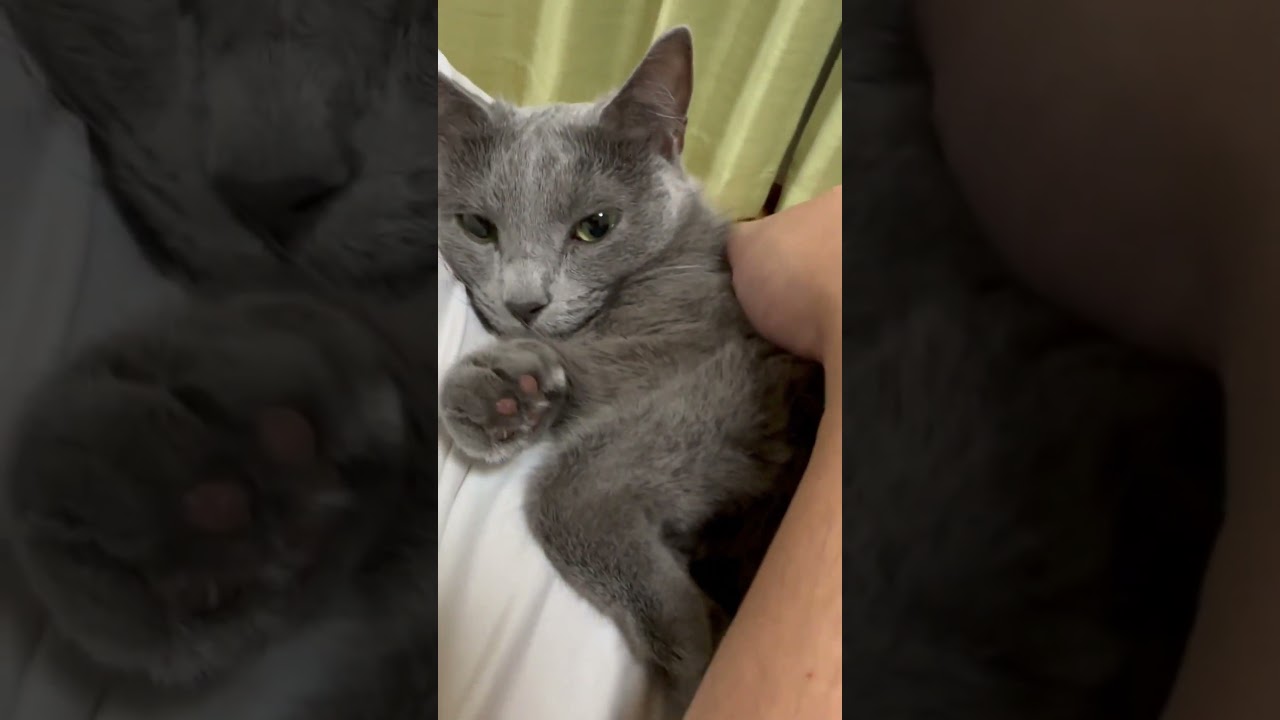 甘えん坊猫が現れた🧡（ロシアンブルー）#shorts