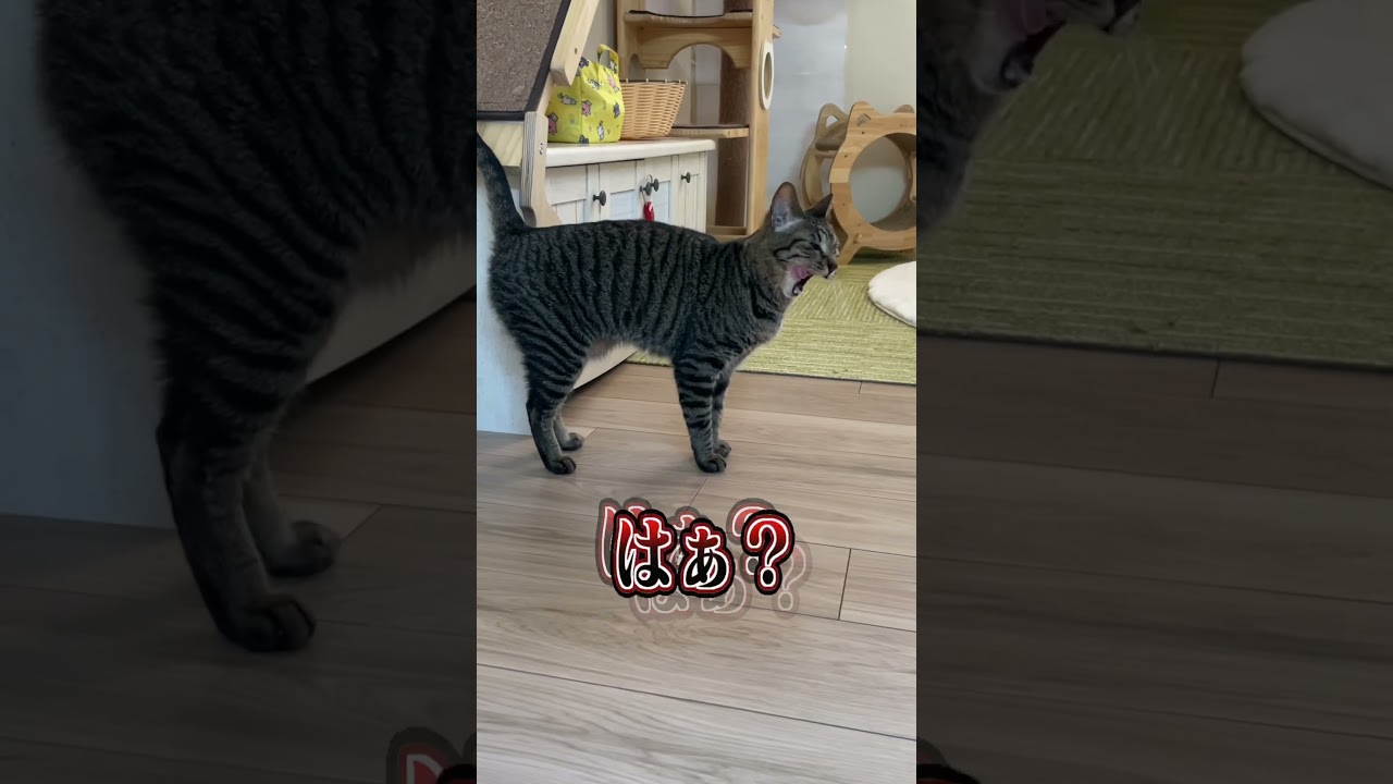 次女いろはちゃん面白シーンまとめww　#shorts #funny  #猫 #吾猫