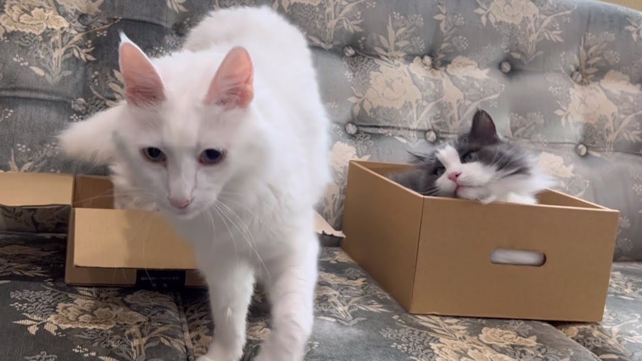 【モニタリング】段ボール好きなもふ猫たちを観察してみたwwwターキッシュアンゴラとノルウェージャンフォレストキャット♡