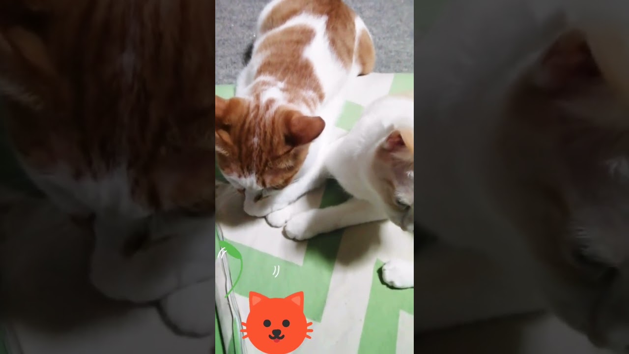 【ねこ親子】久々のねこ親子のゆきなこ🐱 #shorts #ゆきなこ #ねこ親子