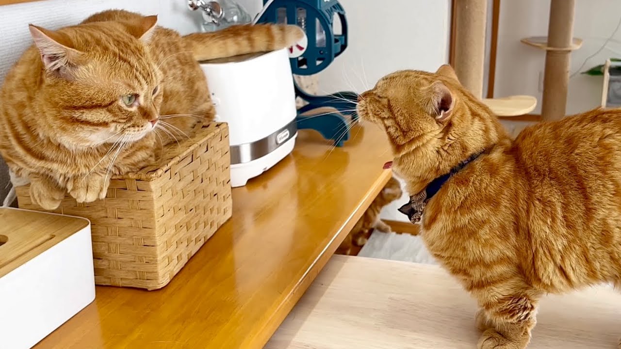 茶々パパが突然ぽちゃくんに近づいていきとった行動が想定外の... #猫 #マンチカン