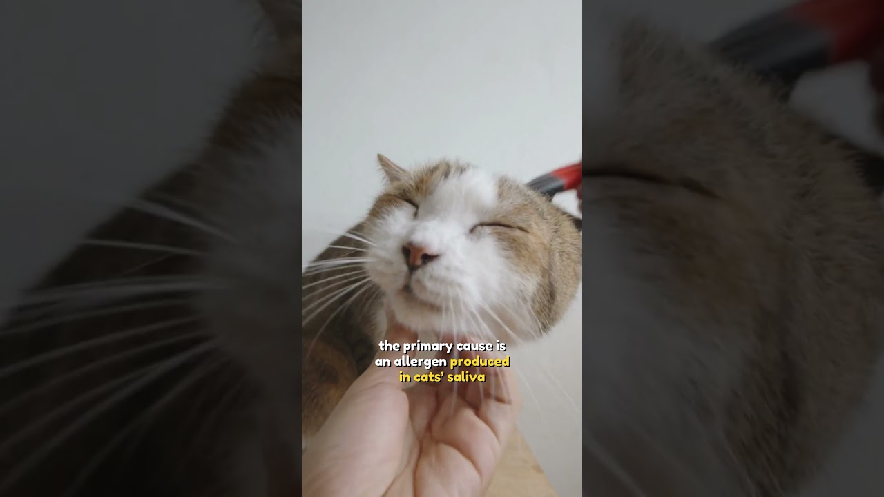 Hypoallergenic Cats Breed #short  #shorts #shortvideo #shortsvideo