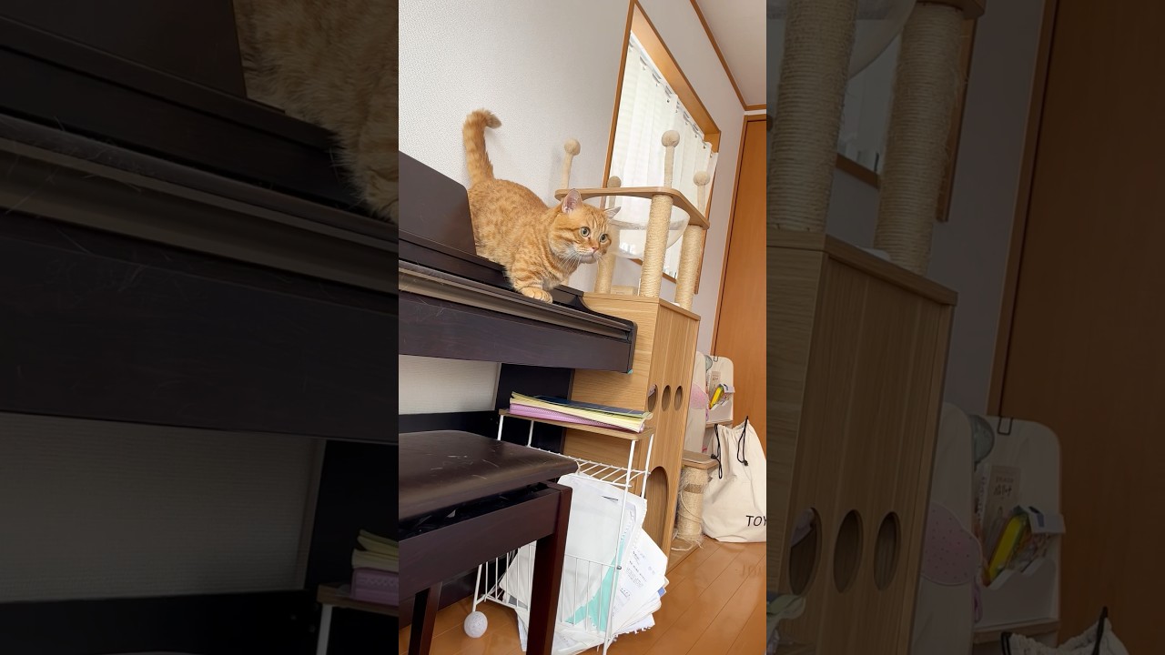 今、行くから待っててね！ #猫 #マンチカン #shorts