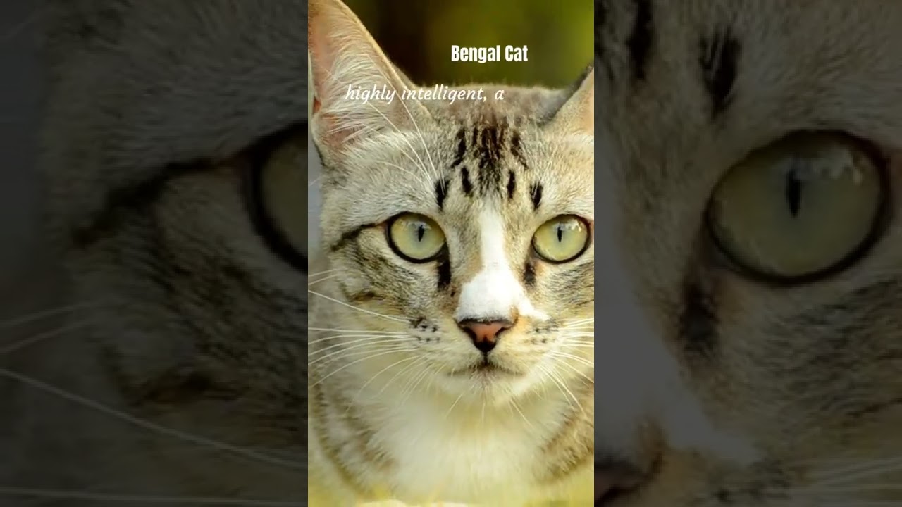 Top 5 Intelligent 🐱 Cat Breeds #shorts