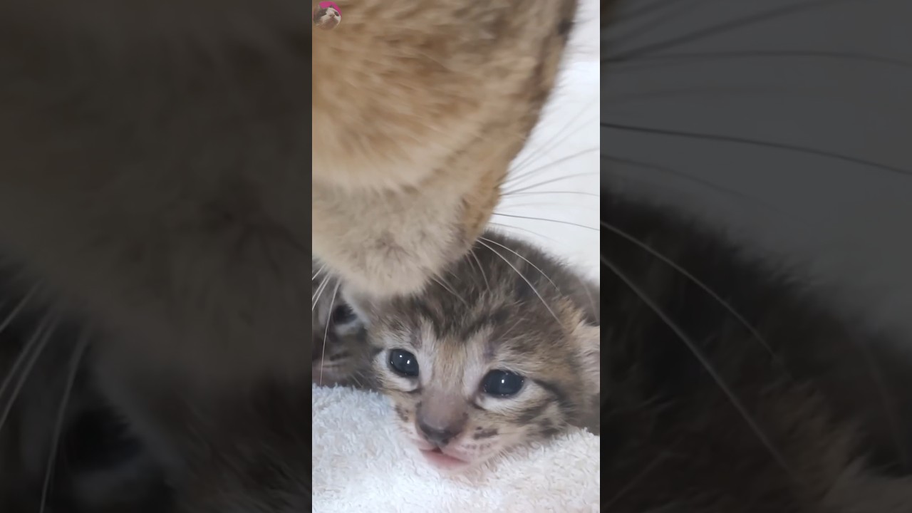 Heartfelt Moments: Mother Cat Coaches Adorable Kitten's Wobbly Walk🐱💕 #shorts