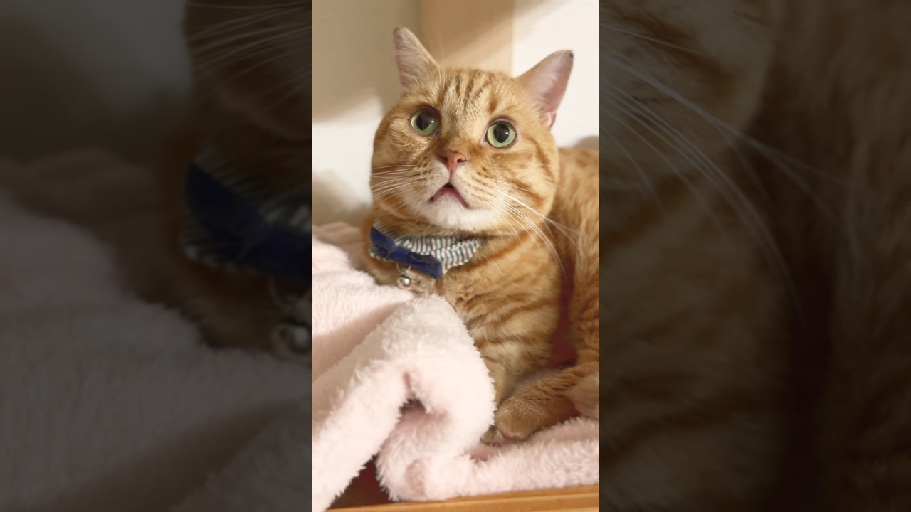 ポカーン顔の猫 #猫 #マンチカン #shorts