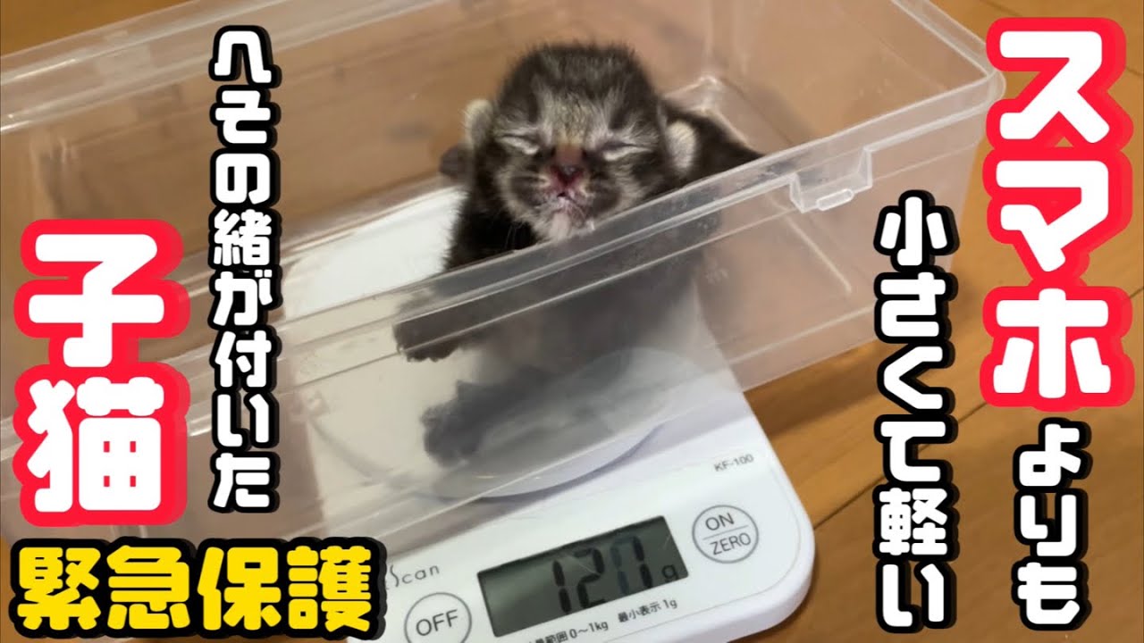 臍の緒が付いた目も開かない小さな子猫を保護しました