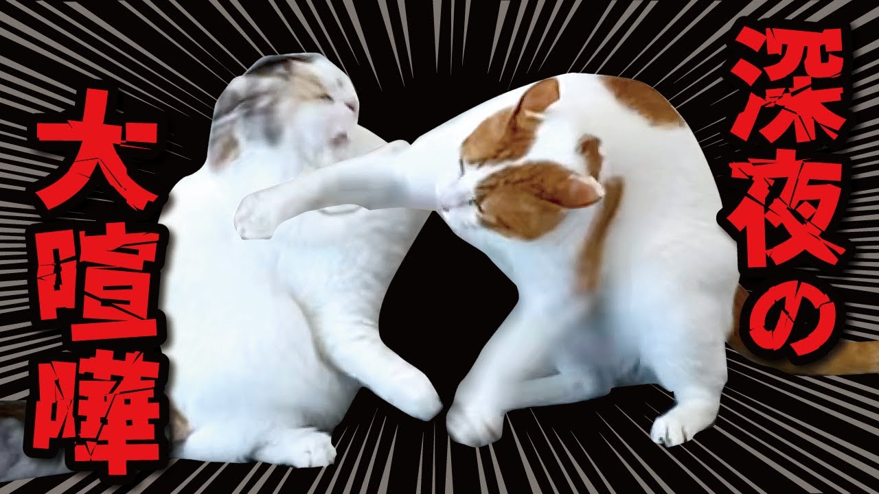 夜中に猫たちが大喧嘩してしまい大変でした…【関西弁でしゃべる猫】【猫アテレコ】