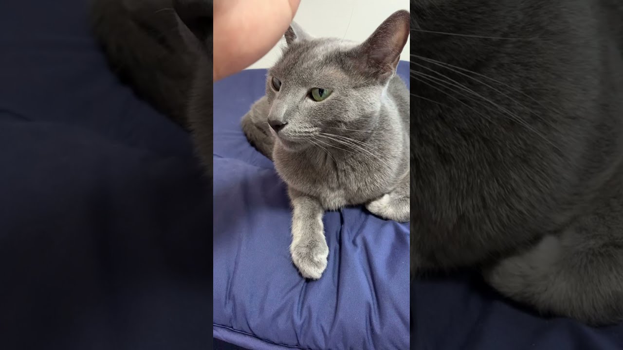 【ロシアンブルー】チョップしたら噛みつかれた #Shorts