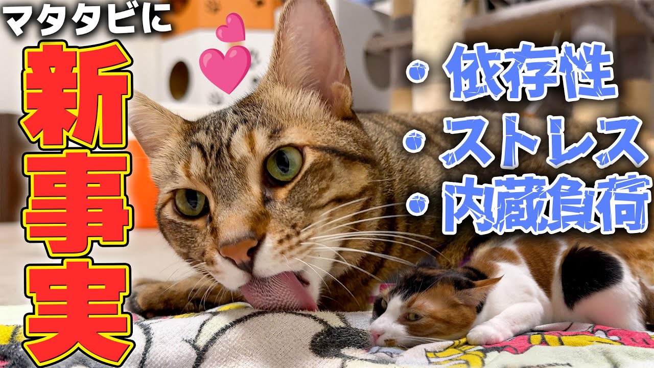 【速報】猫たちが大好きな”マタタビ”に関して衝撃的な新事実が判明しました…！！【猫飼い必見】