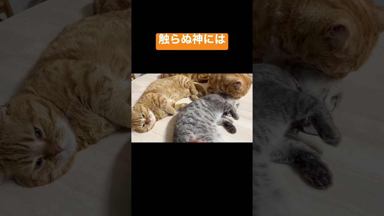 猫の狸寝入り #shorts