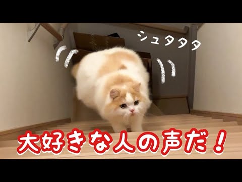 久しぶりの友達の声に大喜びな猫が本気だして可愛かったw
