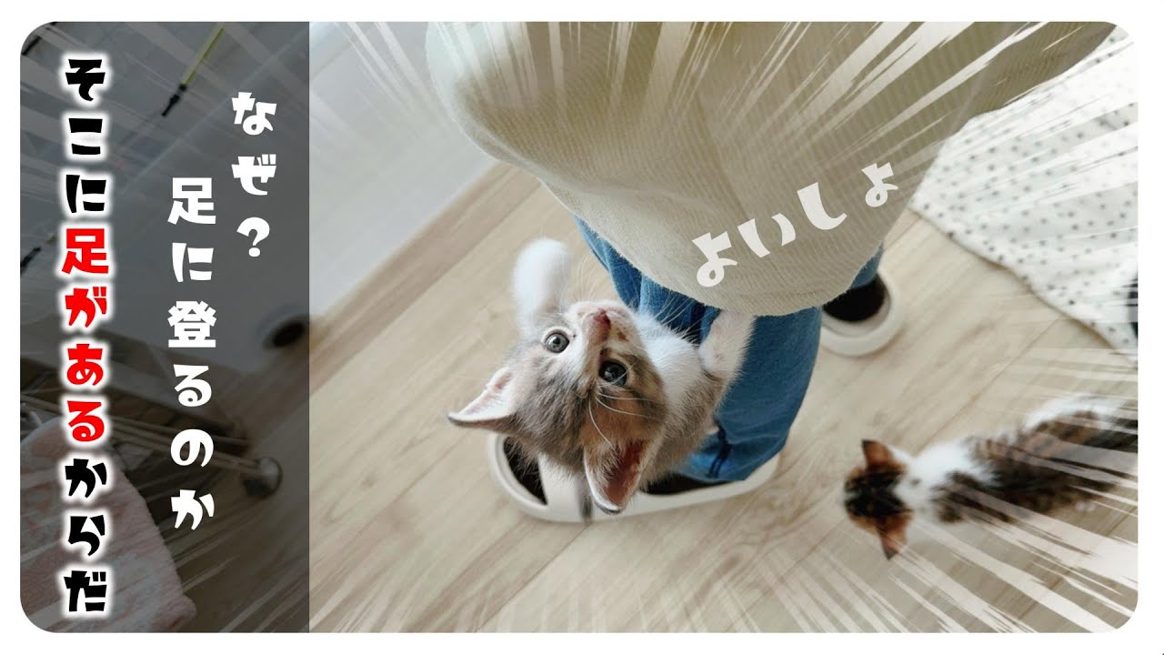 【子猫のミルボラ】ともだち効果？！鳴き声もミルクの量もかわいさも超パワーアップ【保護猫生活16日目】