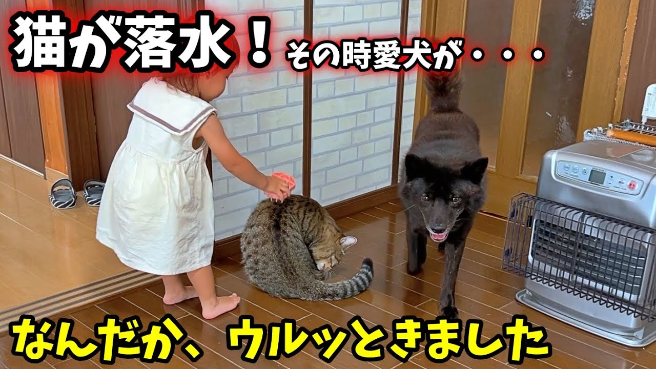 【感動】落水した猫に、愛犬が優しすぎる【甲斐犬一休と猫のしずく】