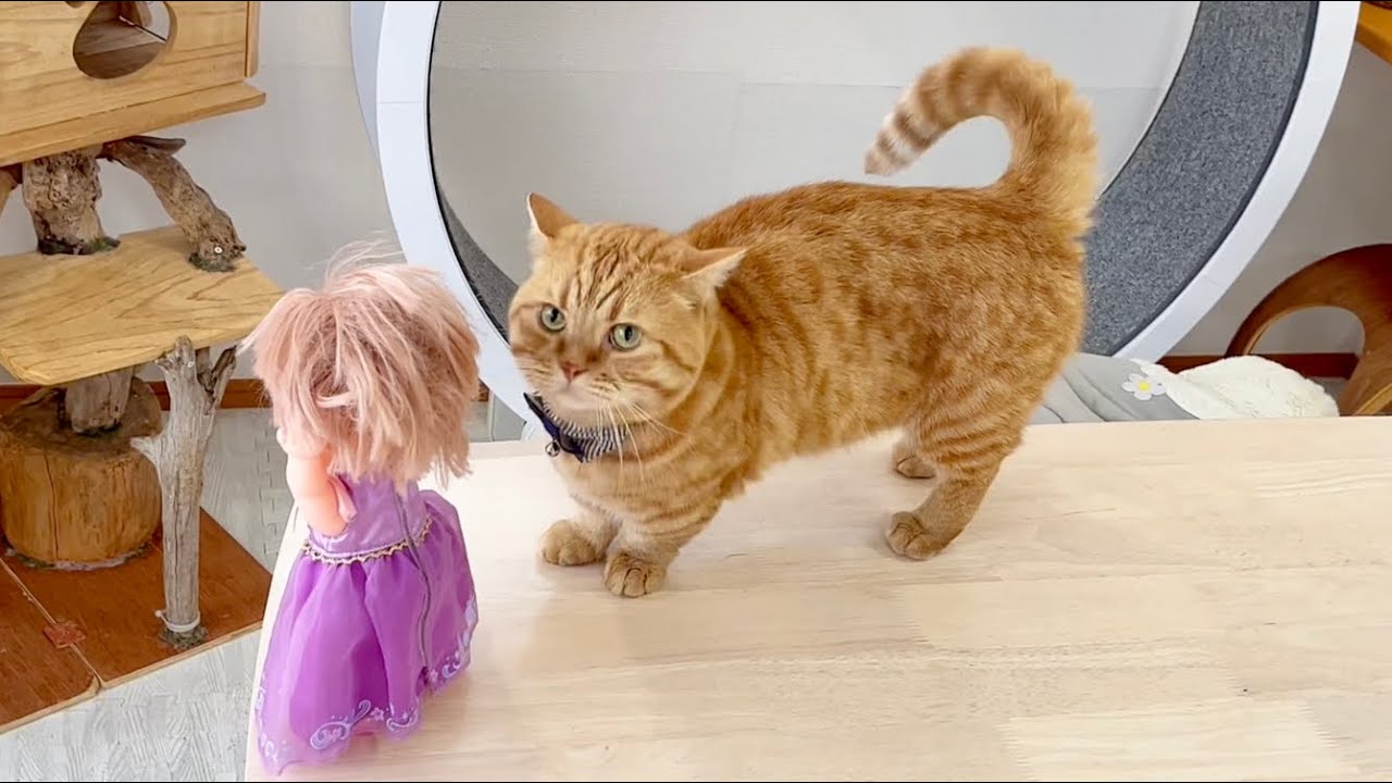 ハイテンションおとーちゃん！ #猫 #マンチカン