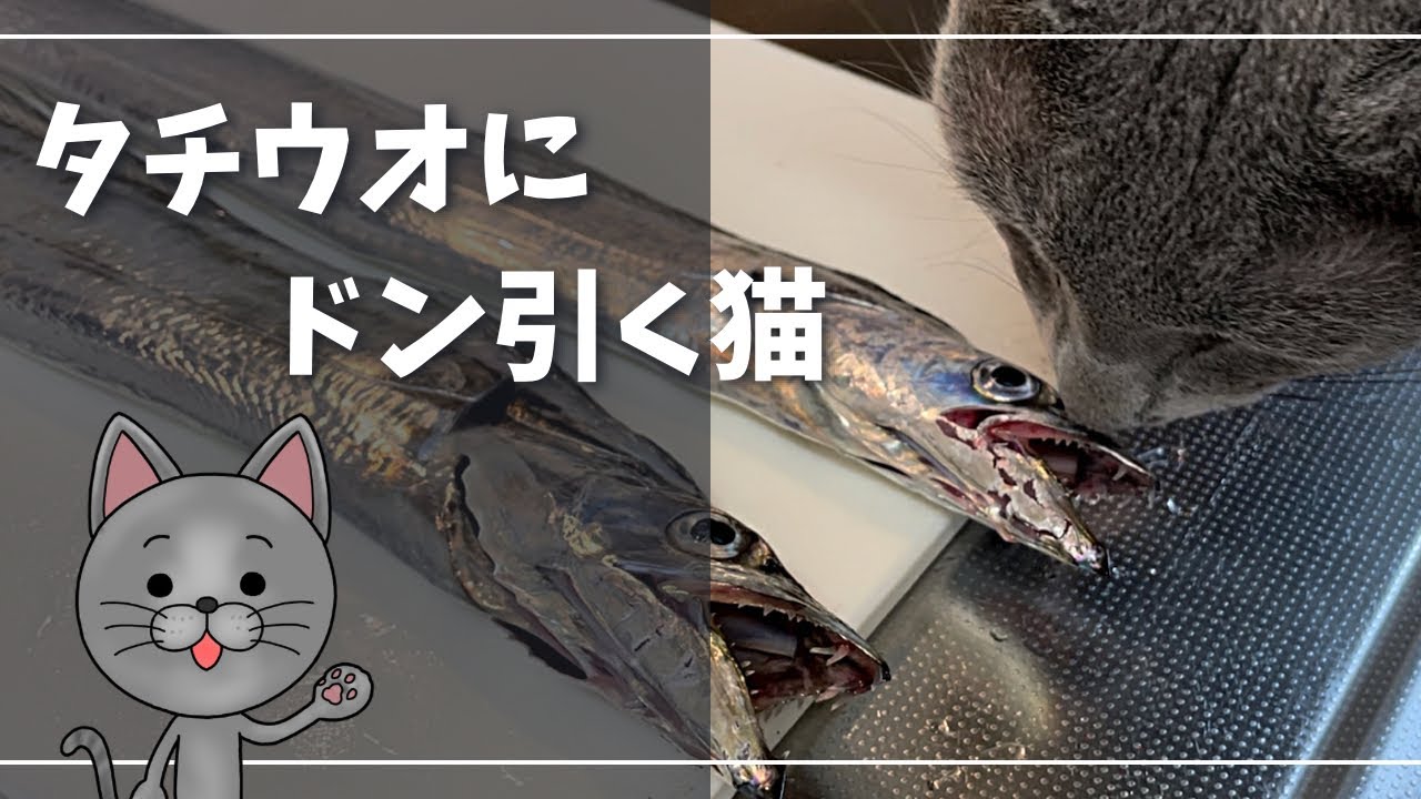 イカつい顔しとるけど食べてみるか…【ロシアンブルー】猫
