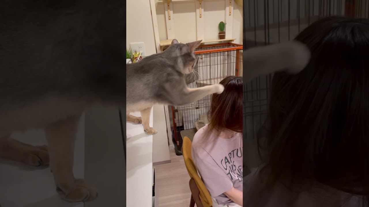 主の髪の毛をブラッシングする猫の末路 #shorts #猫 #アビシニアン