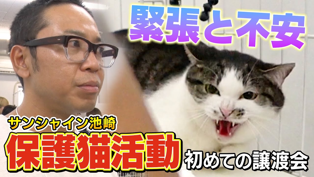 【保護猫活動】新しい飼い主さんと出会えるか？いよいよ不安と緊張の譲渡会！【サンシャイン池崎とのりしお】