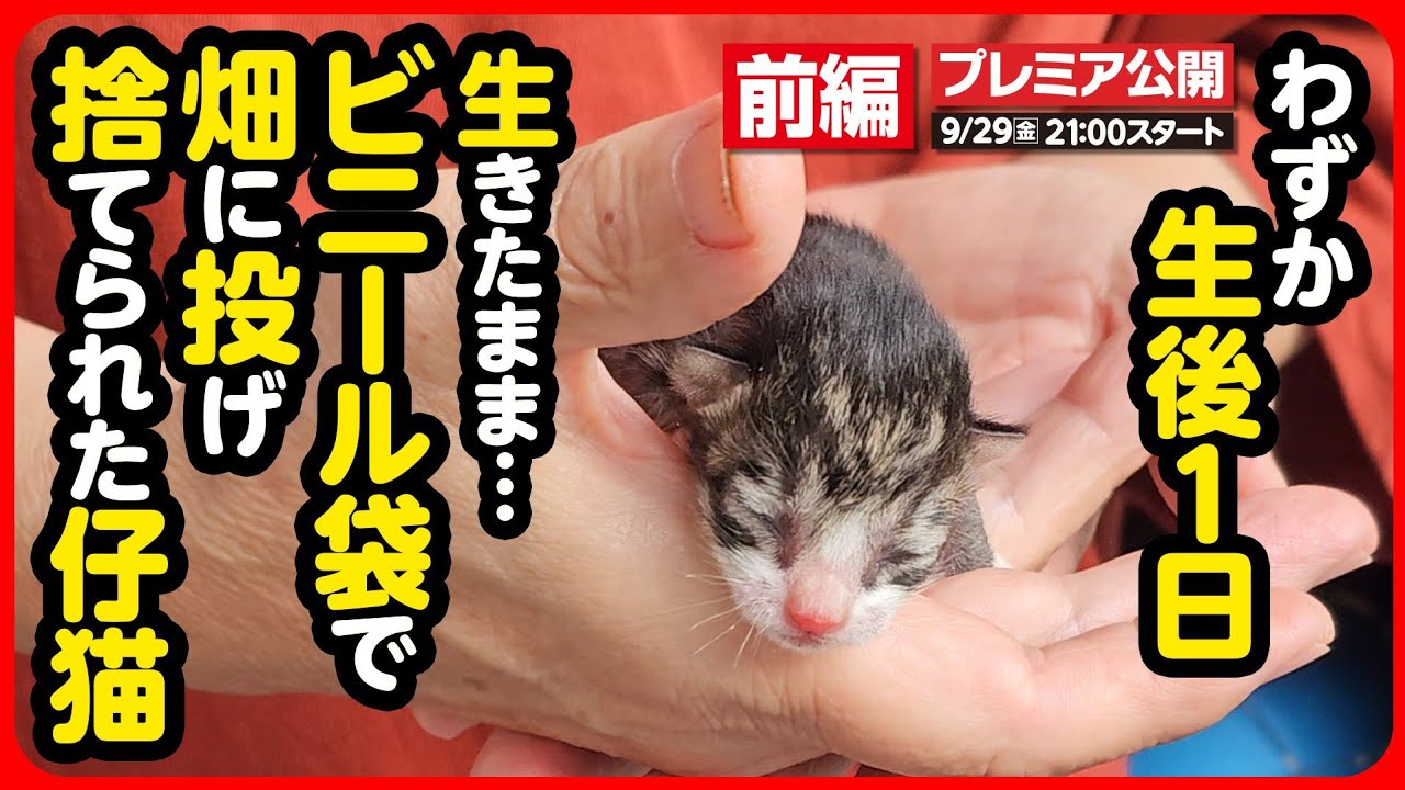【子猫 保護】たった78ｇ...ビニール袋で捨てられた小さな命を緊急保護しました【前編】