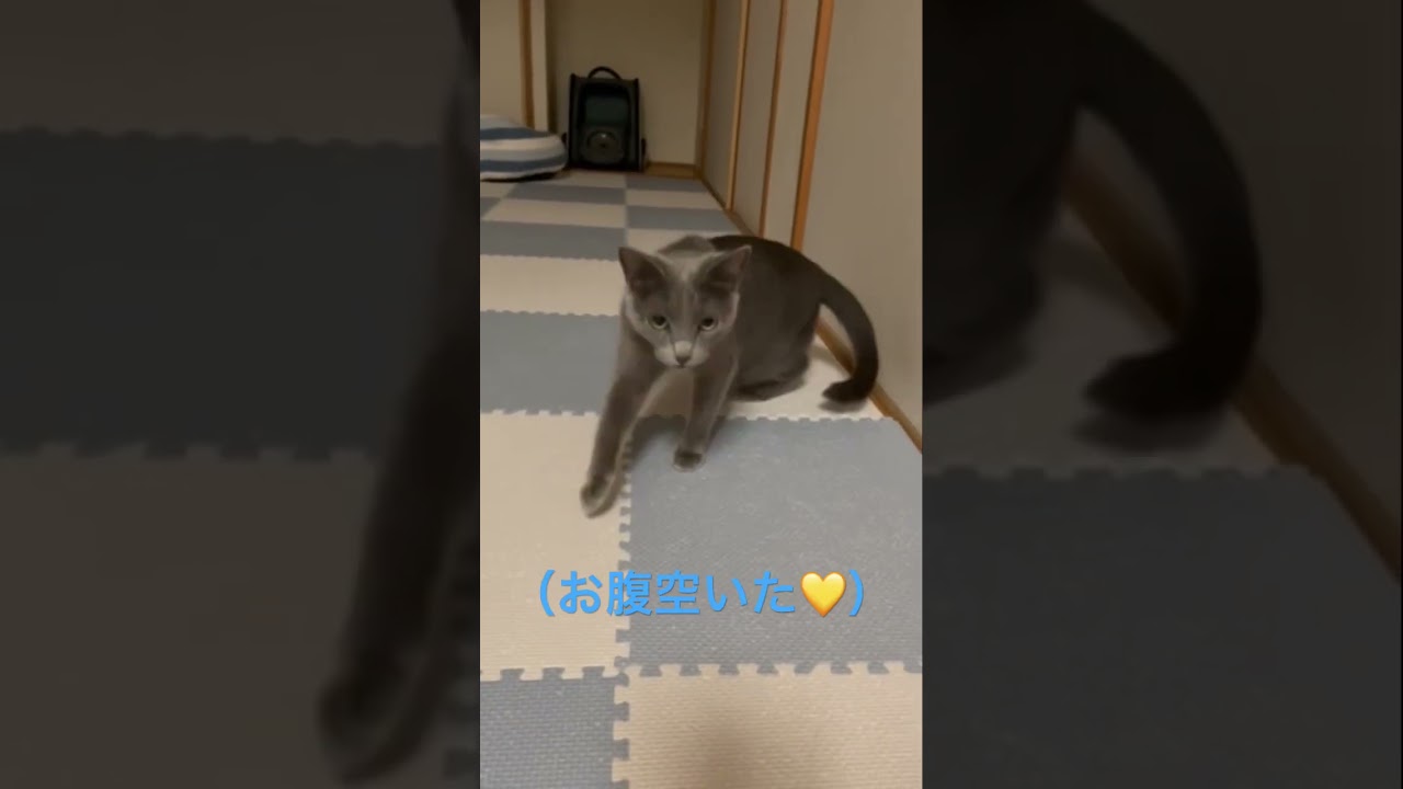 可愛く💛ご飯催促する猫（ロシアンブルー）#shorts