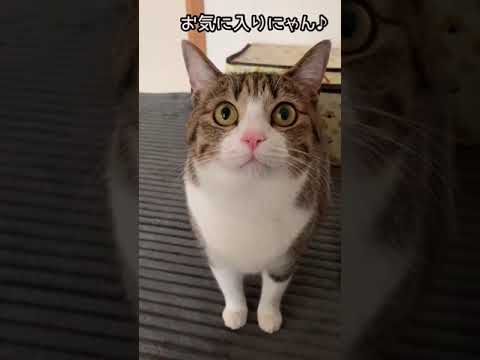 猫が出てくるビックリ箱!!  #Shorts