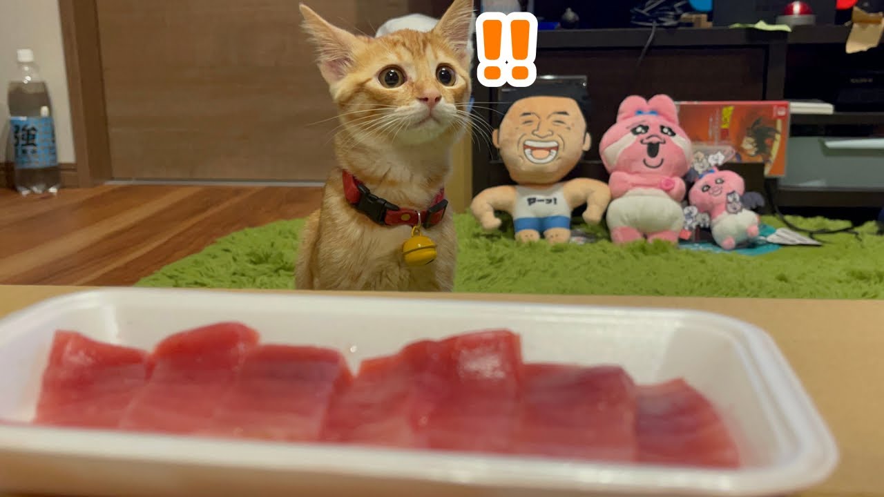 【保護猫】初めてマグロの刺身を食べた子猫の反応がこちらです
