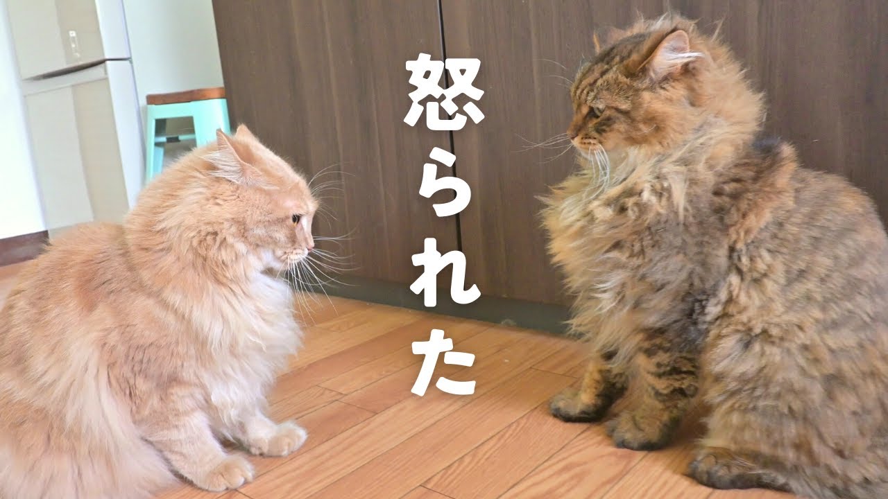 はしゃいで弟にマジギレされる兄猫【サイベリアン・４姉弟】