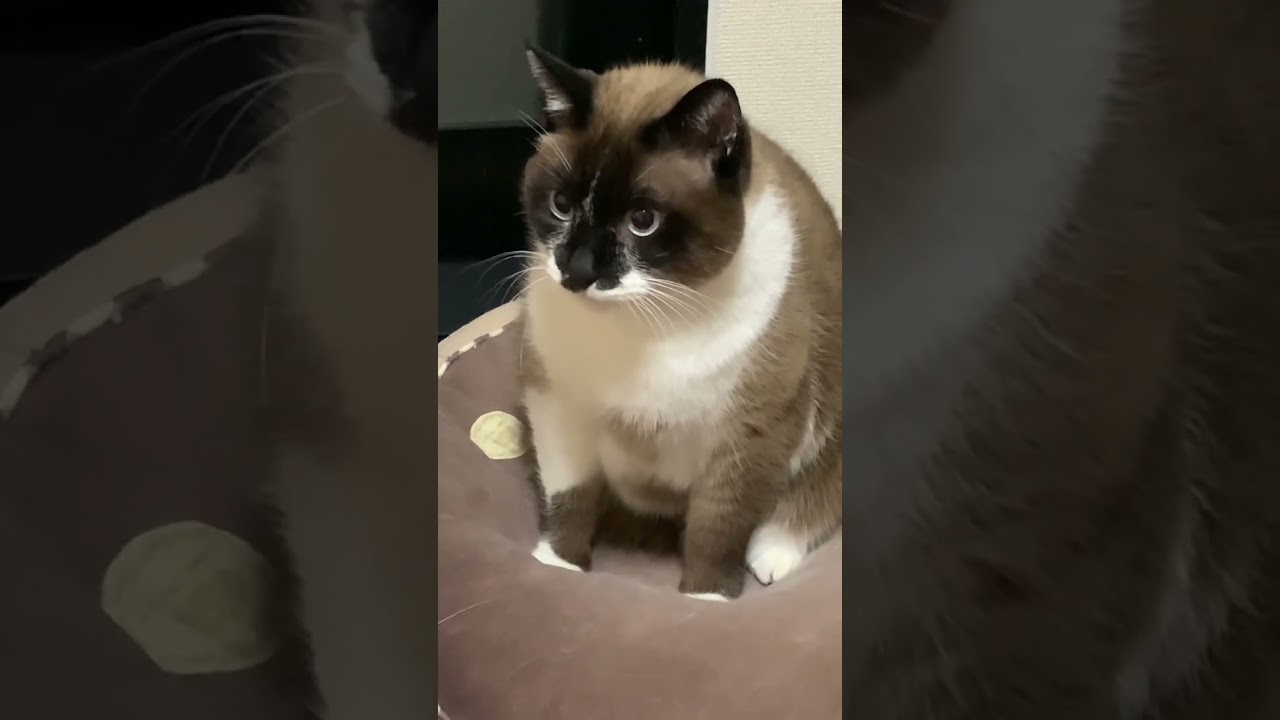 怒っているのにまん丸のせいでうっかり可愛いくなっちゃう猫