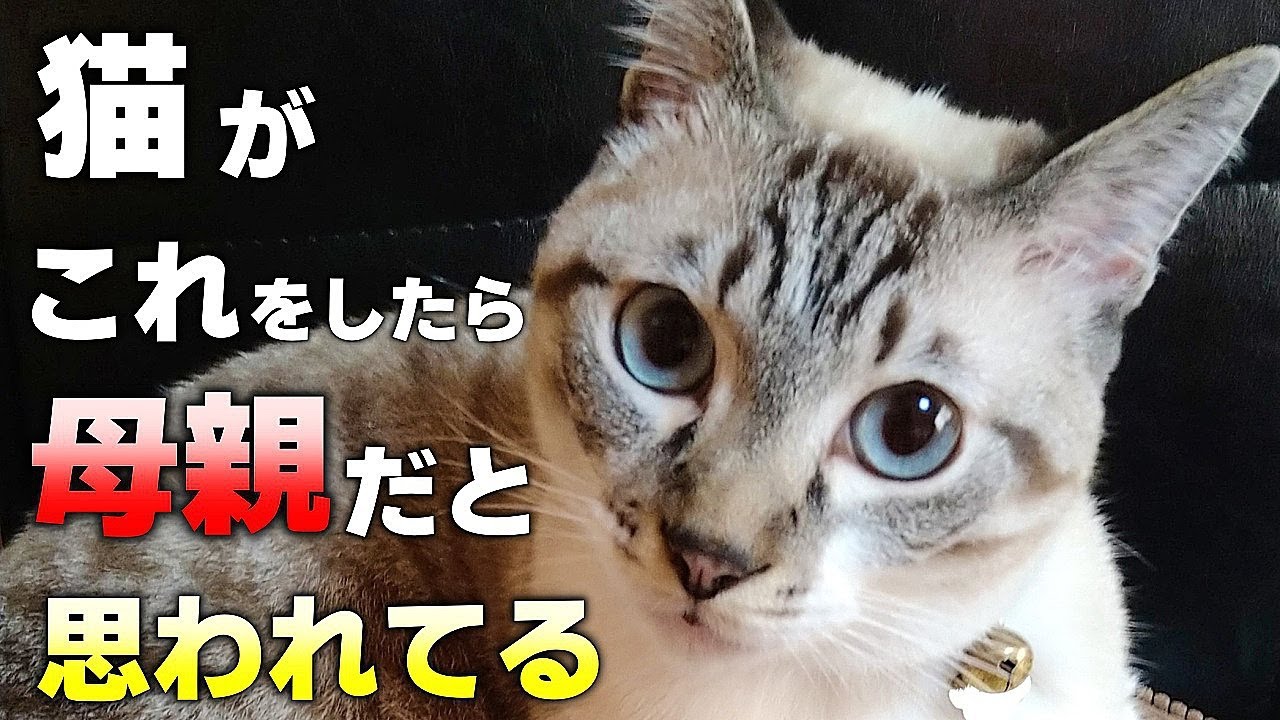 母猫だと思う人にとる仕草！飼い主を母親だと思ってる猫の行動10選