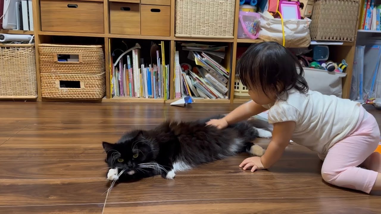 荷造り中の袋に入り込もうとする猫　ノルウェージャンフォレストキャット　ラガマフィンA cat trying to get into a bag that is being packed.