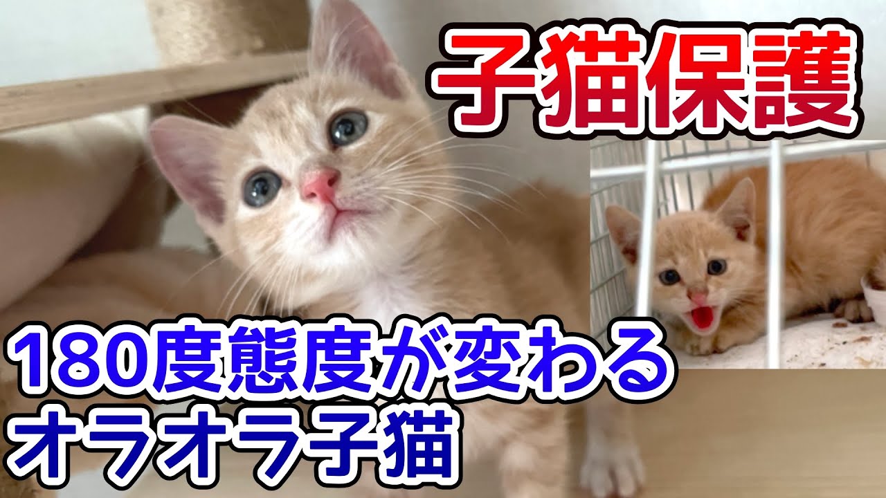【子猫保護】180度態度が変わるオラオラ子猫が可愛い