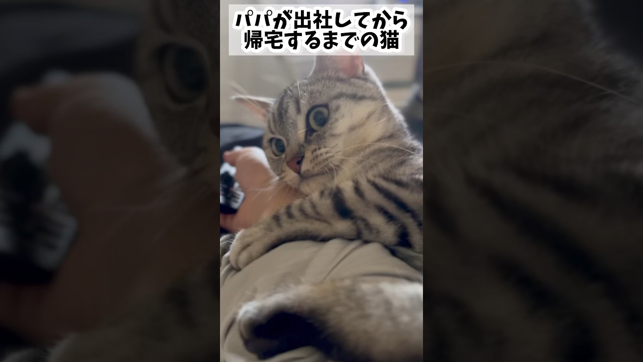 【猫動画】パパの出社を阻止出来ず、帰りを待ち続ける猫www#shorts