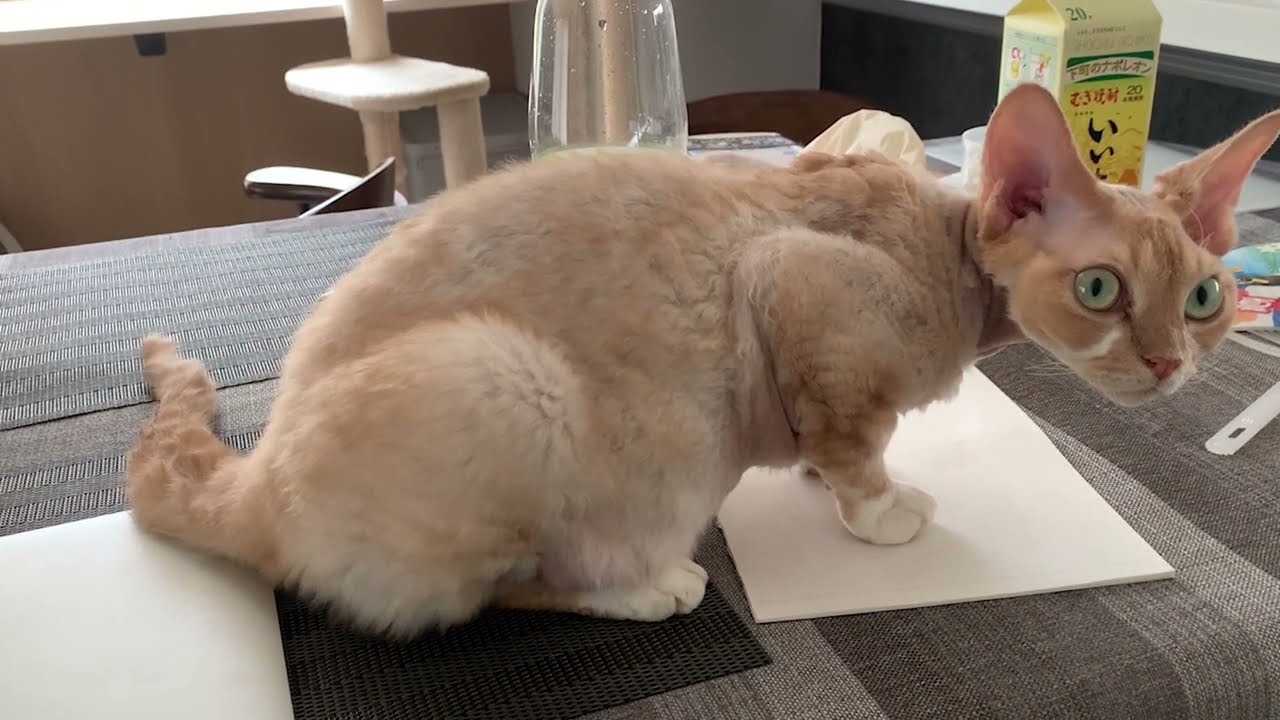 コンピュータで作業してたらデボンレックス猫が邪魔しにきました(Devon Rex cat interfered with my computer work)