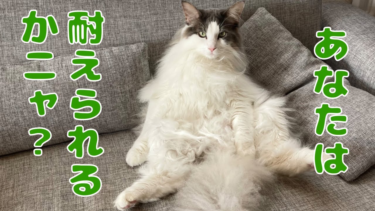 長毛種と暮らすのは大変？【メインクーン】