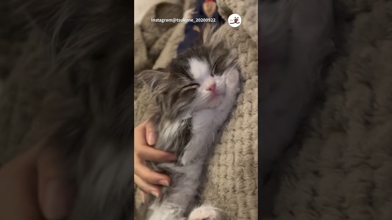 瞬殺注意!子猫さんのおねんね映像♡|PECO #サイベリアン #子猫 #猫 #猫動画 #猫のいる暮らし #siberian #kitten #cat #catlover #catvideos