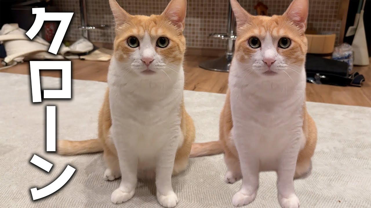 愛犬・愛猫のクローンを作るサービスが最近流行っている件について