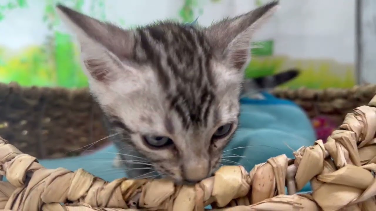 Coo&RIKU　No648441ベンガル