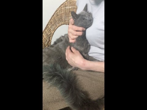 なぜか猫の尻尾を付けた母に抱かれて悦楽の表情を浮かべる猫