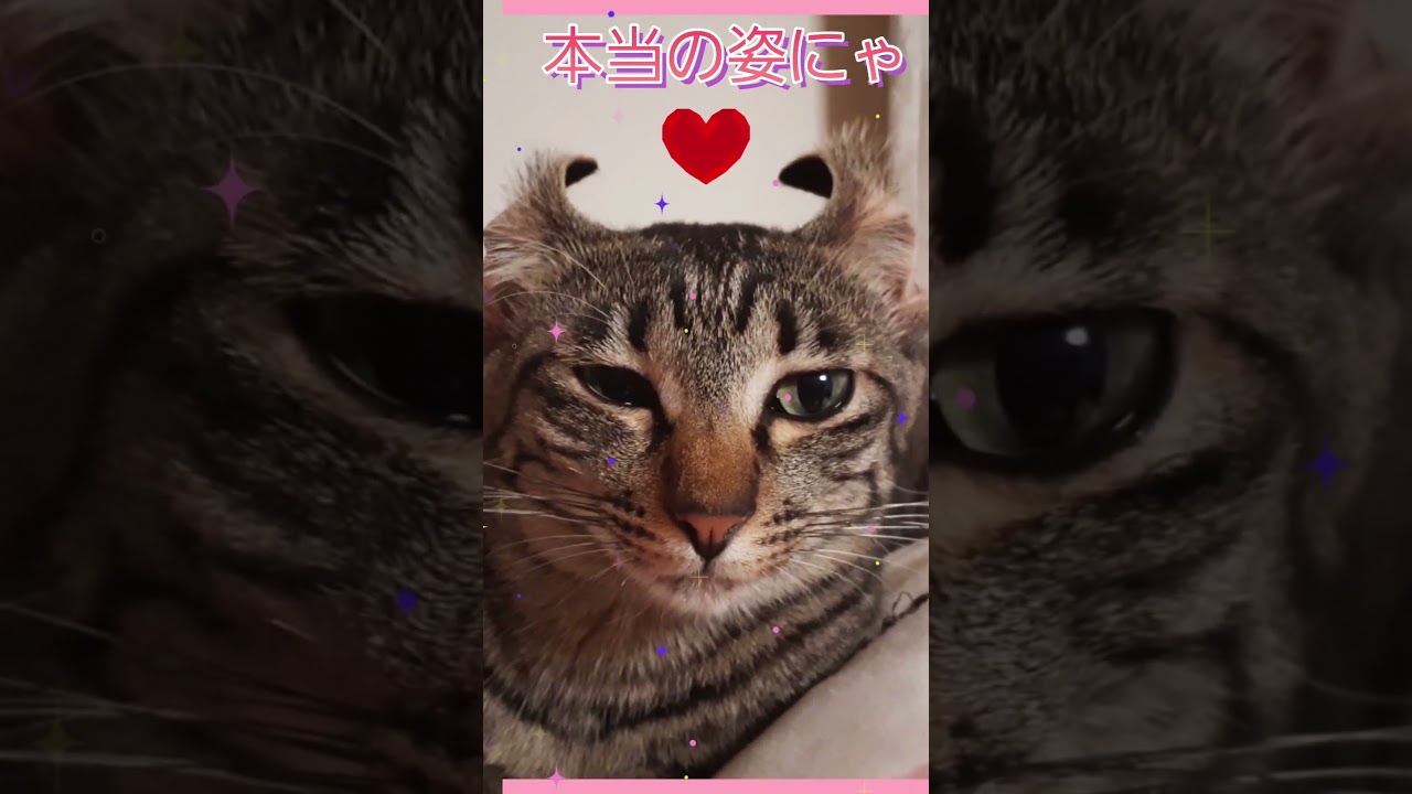 本当の姿らしい❗#猫#変身#アメリカンカール