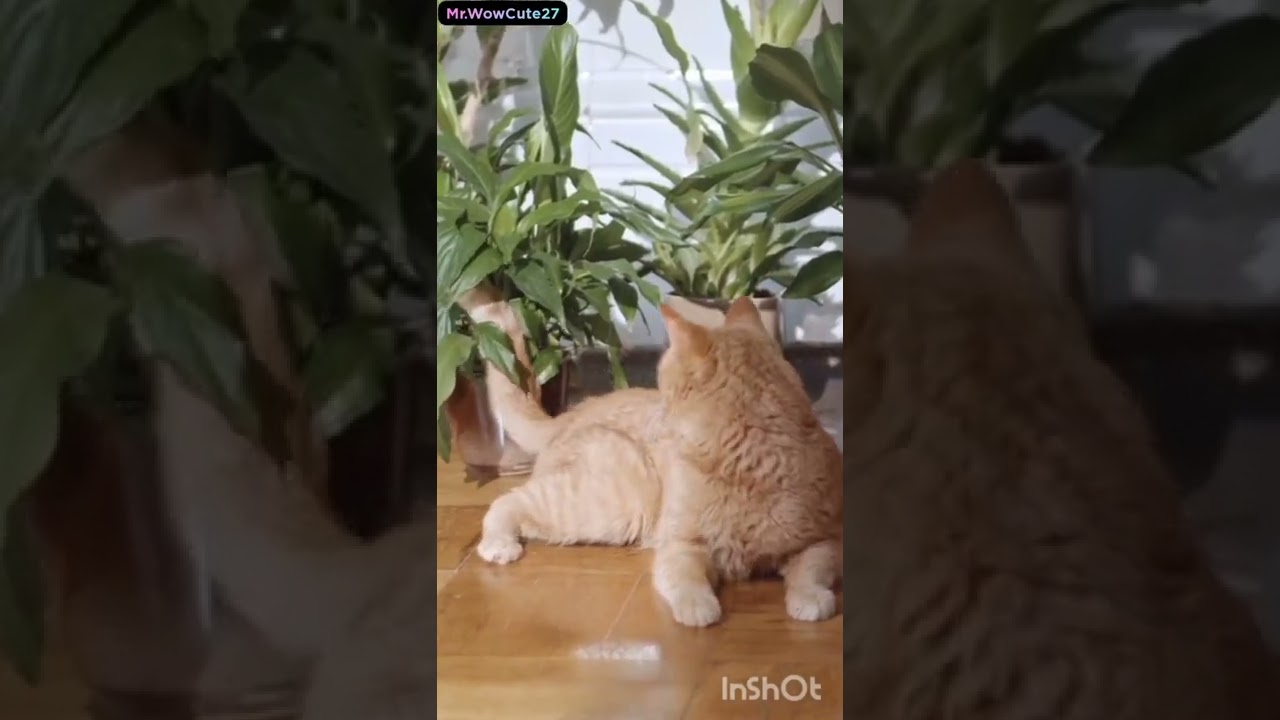 Cute lite brown Cat 🐈😘🥰||#shorts #cute #cutecat