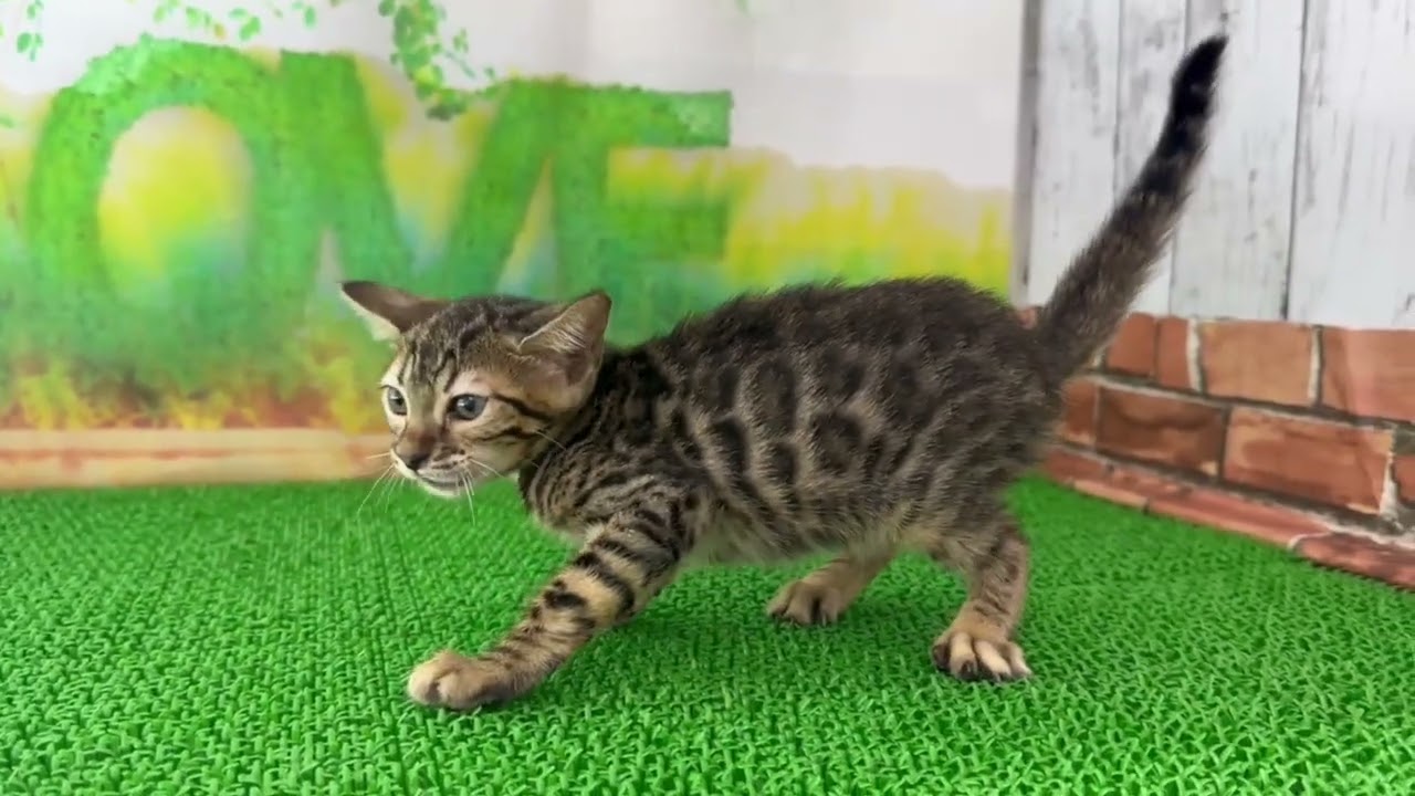 Coo&RIKU　No648443ベンガル