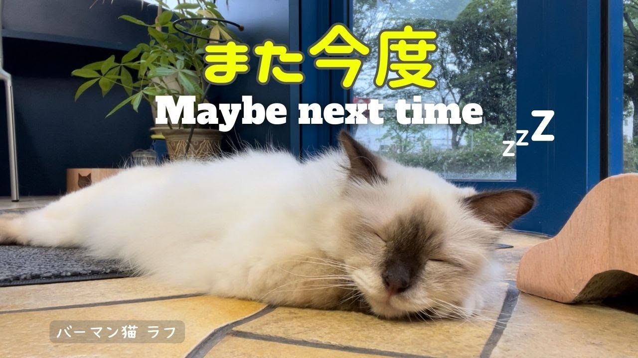 バーマン猫ラフ【また今度】Maybe next time（バーマン猫）Birman/Cat